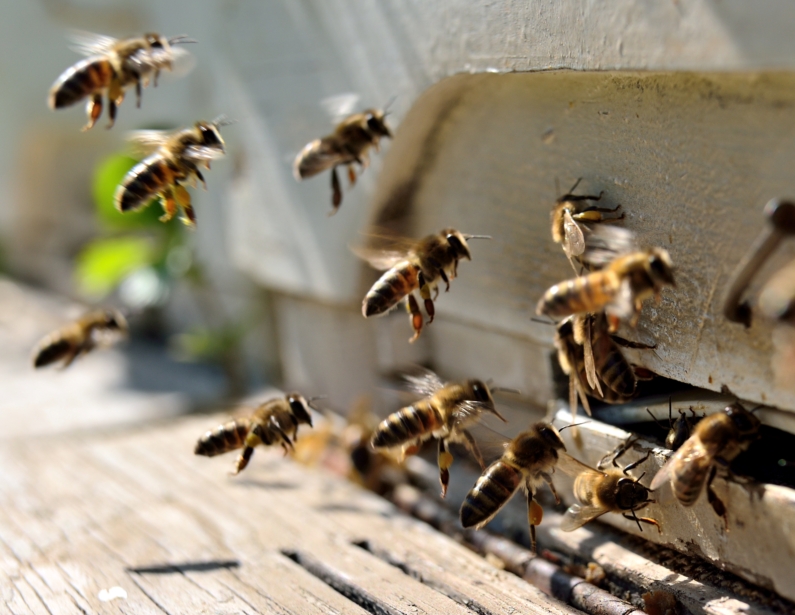 Сравнительные характеристики акарицидных препаратов на пластинах при лечении пчел от варрооза