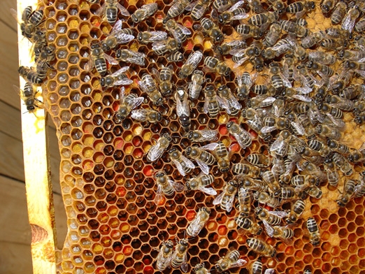 Концепция охраны генофонда пчел и её реализация