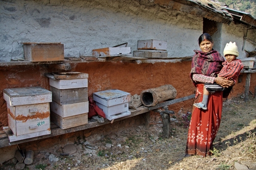 Трудности на пути развития пчеловодной индустрии Непала