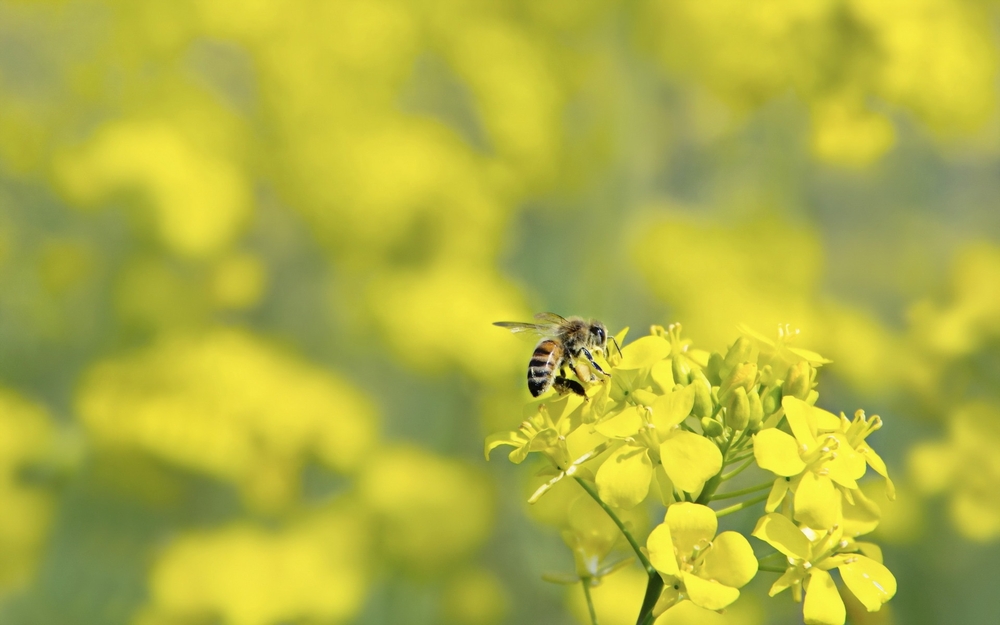 Перспективы отравления пчел пестицидами в Татарстане