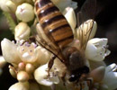 Китай. Итальянские пчелы  вытесняют китайских