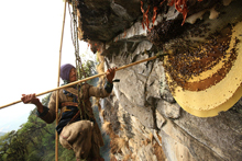 Пчеловодческие кооперативы Непала