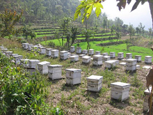 Экспорт и импорт мёда в Непале