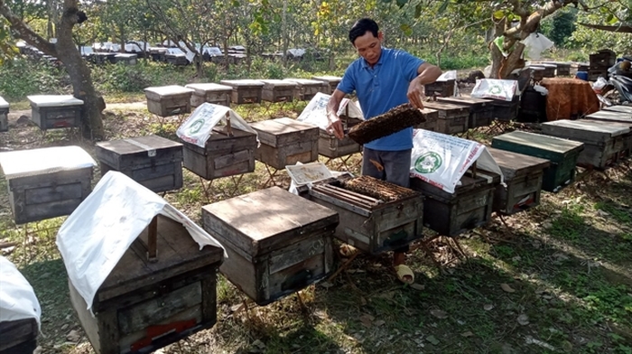 Пчеловодство Вьетнама в цифрах и фактах
