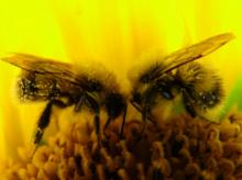 Генотипические ресурсы селекции среднерусских пчёл на снижение злобливости