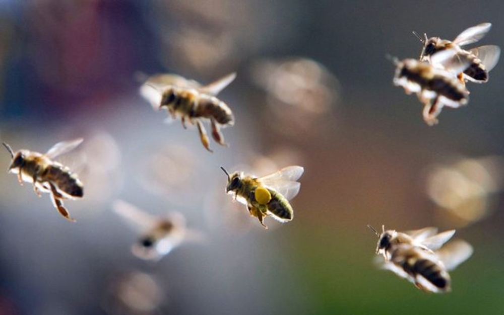 Медоносные пчелы теряют ориентацию над зеркальной поверхностью
