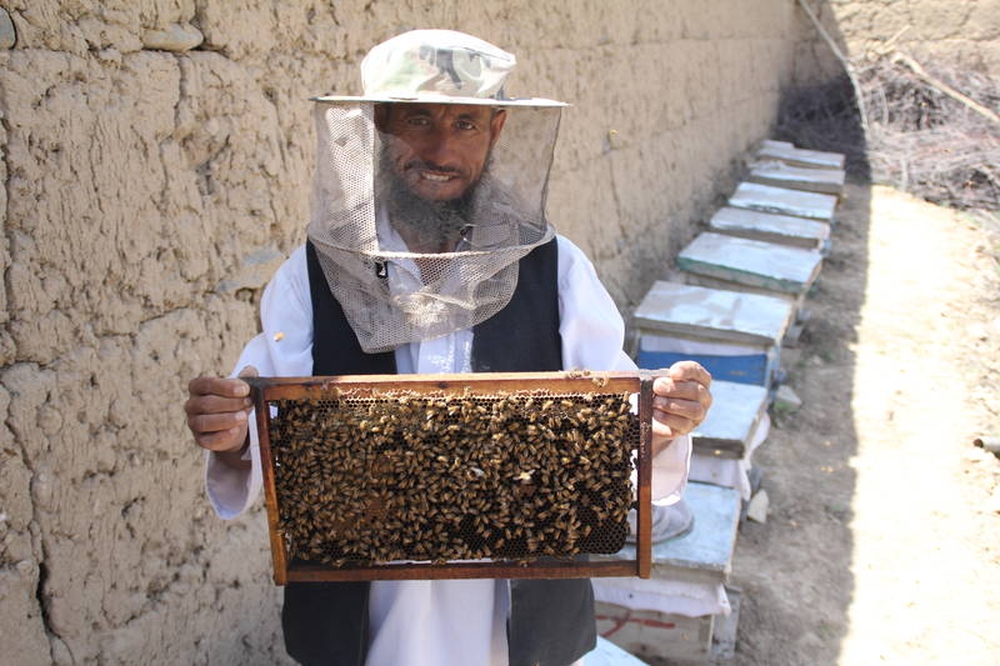 В Афганистане растет производство меда