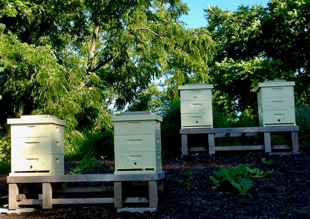 Пчеловодство США на перепутье