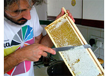 Пчеловодство Кубы в 2014 году 