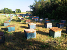 Особенности содержания пчелиных семей в теплицах