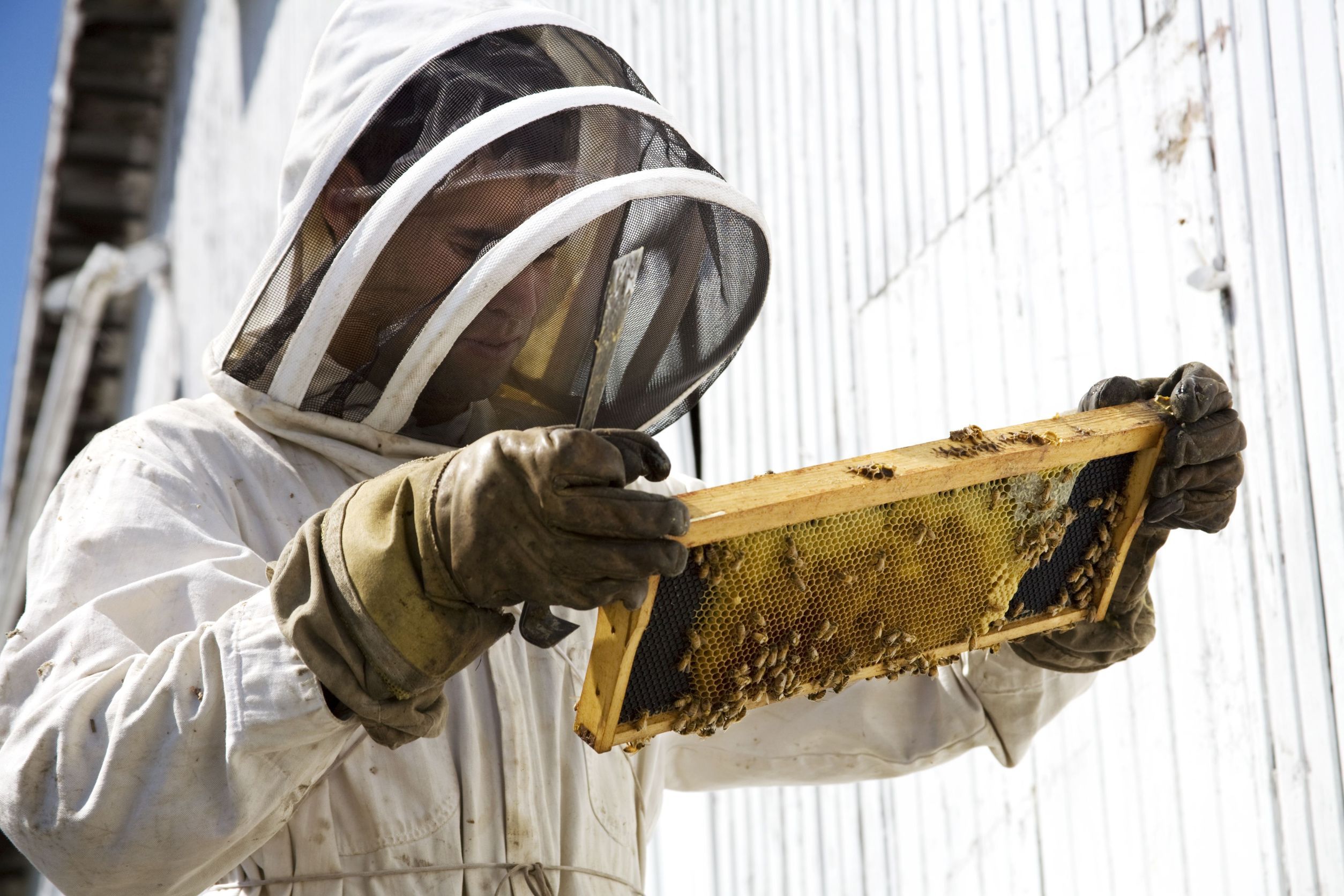 Правила содержания пчел в  Калифорнии