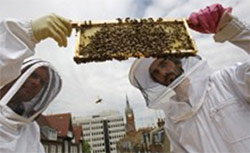 Бум городского пчеловодства в Лондоне. Оборотная сторона медали