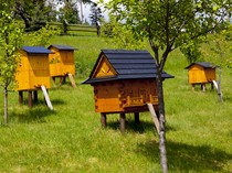 Немецкое пчеловодство