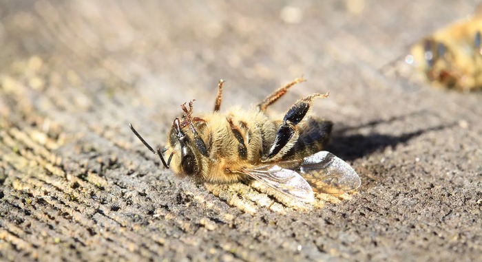 Потери пчелосемей в США летом 2018 года и в зимовку 2018/2019 оказались максимальными