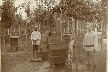 Российское пчеловодство в ХIХ веке