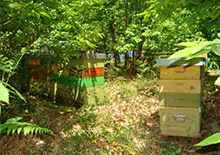 Органическое пчеловодство в Италии 