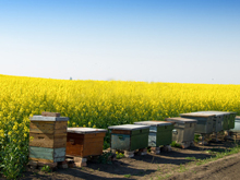 Результаты аудита пчеловодства Франции