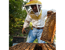 Развитие пчеловодства Аргентины