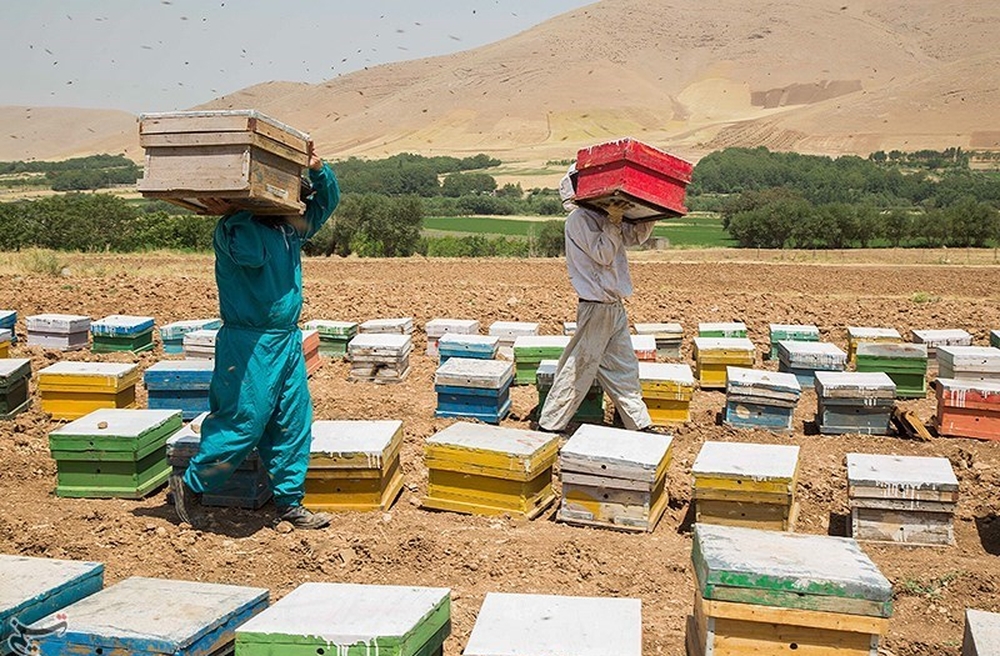 Успехи Ирана в развитии пчеловодства