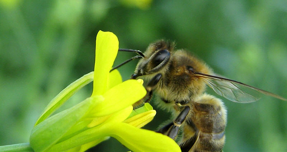 Рапс в России: прибыльная масличная культура, смертельно опасная для пчел