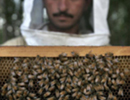 Развитие пчеловодства в Пакистане