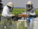 Потери пчел в крупнейшем пчеловодном хозяйстве США