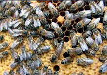 Экстерьерные признаки пчел среднерусской породы