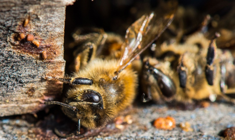 Пчеловоды Башкирии сообщают о массовой гибели пчел