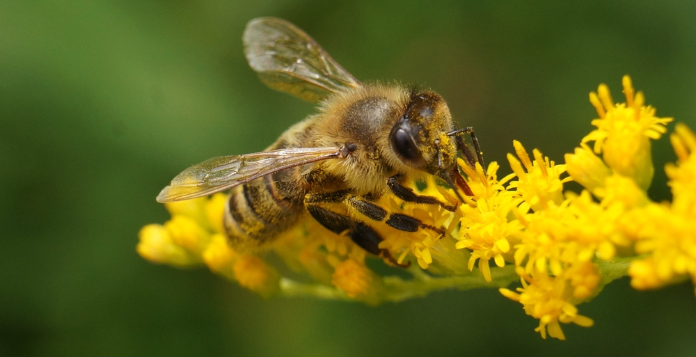 Работы на пасеке с пчёлами в июне