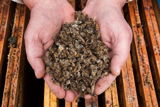 Высокая гибель пчел в Башкортостане