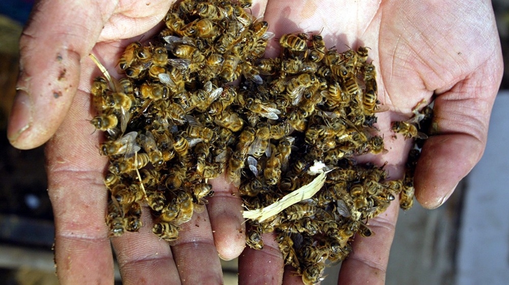Россельхознадзор винит Минэкономразвития в массовой гибели пчел