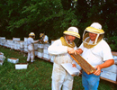 Нозематоз медоносных пчёл на пасеках России