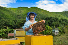 Развитие пчеловодства в Словакии
