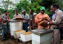 Пчеловодство Папуа-Новой Гвинеи