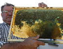 Пчеловодству Франции требуется помощь