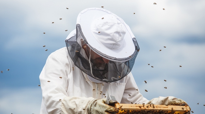Пчеловодство Канады в 2023 году обновило несколько своих рекордов