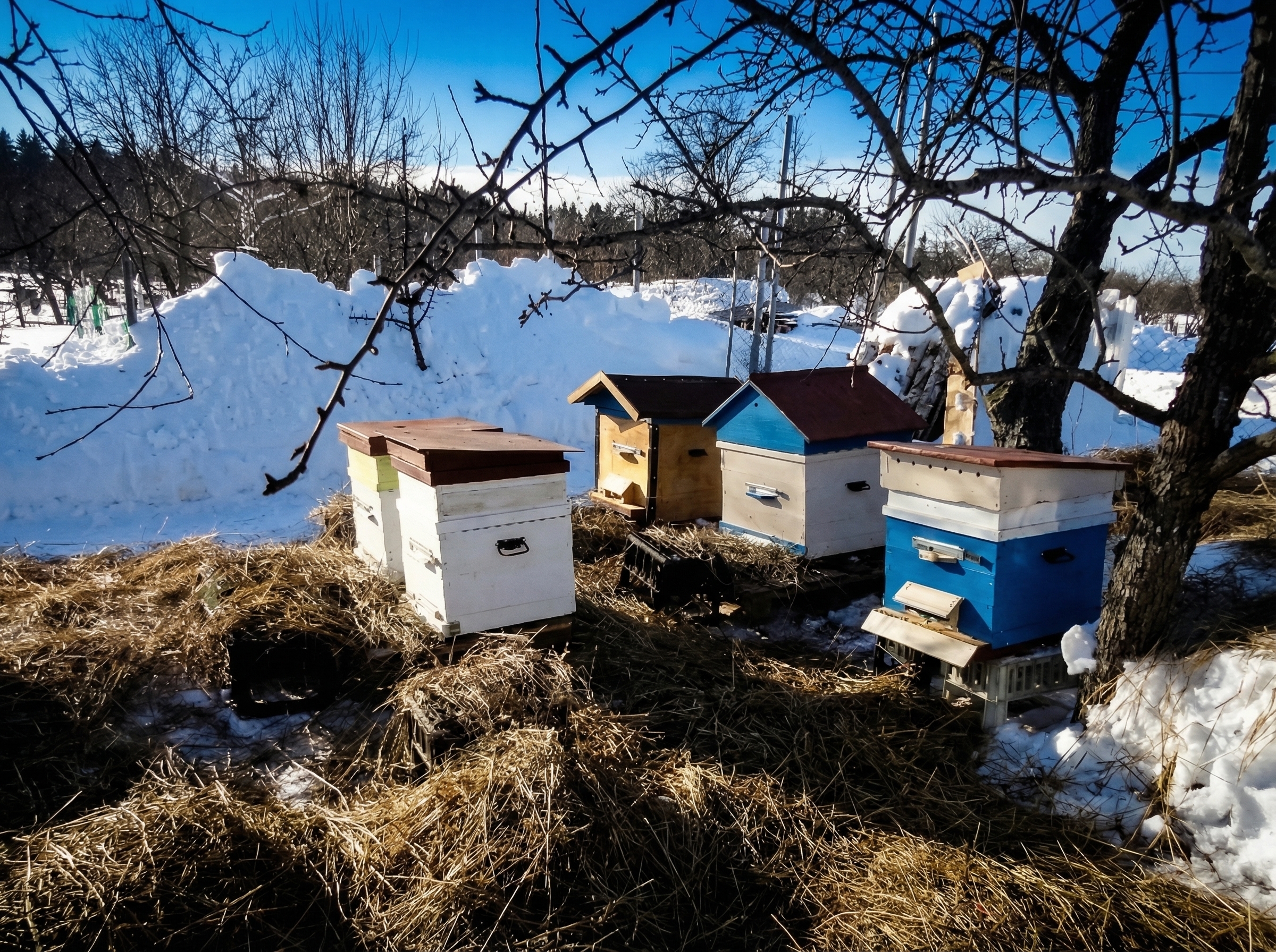 Рекомендации по приготовлению и применению отвара КАС-81 и настойки красного перца  