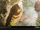 Пчеловодство в Бангладеш