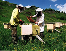 «Плотность» пчелиных семей в Чехии 