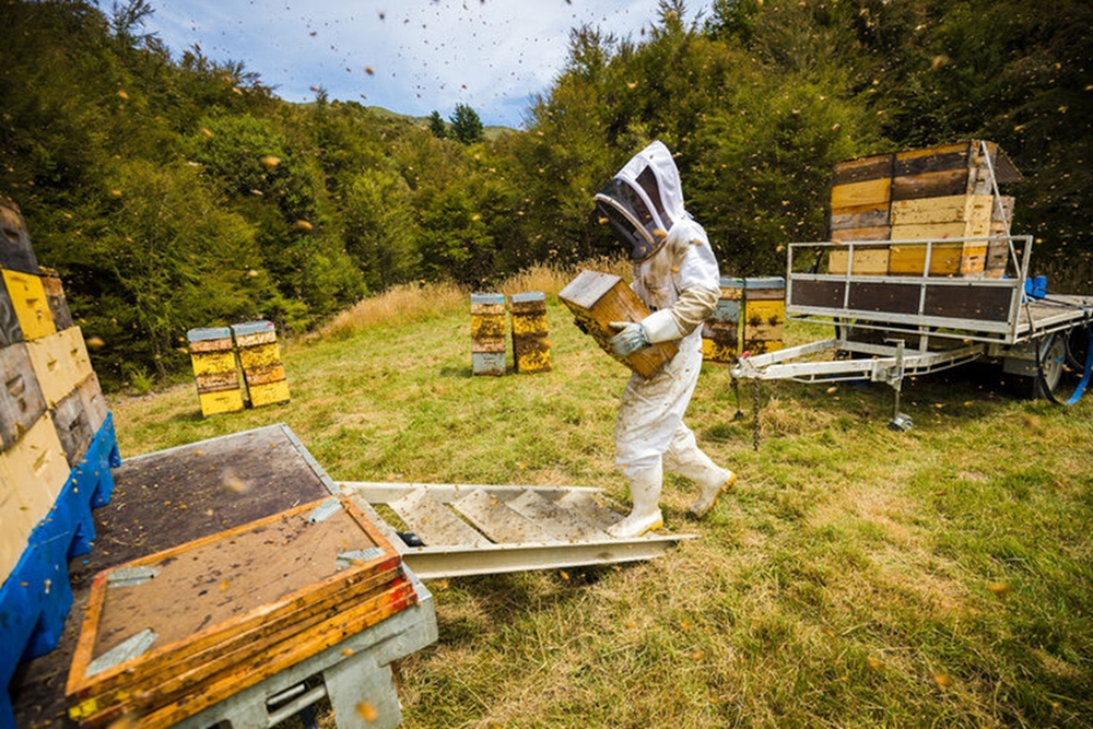 Перепроизводство меда в Новой Зеландии Перепроизводство меда в Новой Зеландии