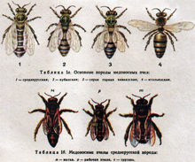 Морфогенетическая характеристика медоносной пчелы Пермского края