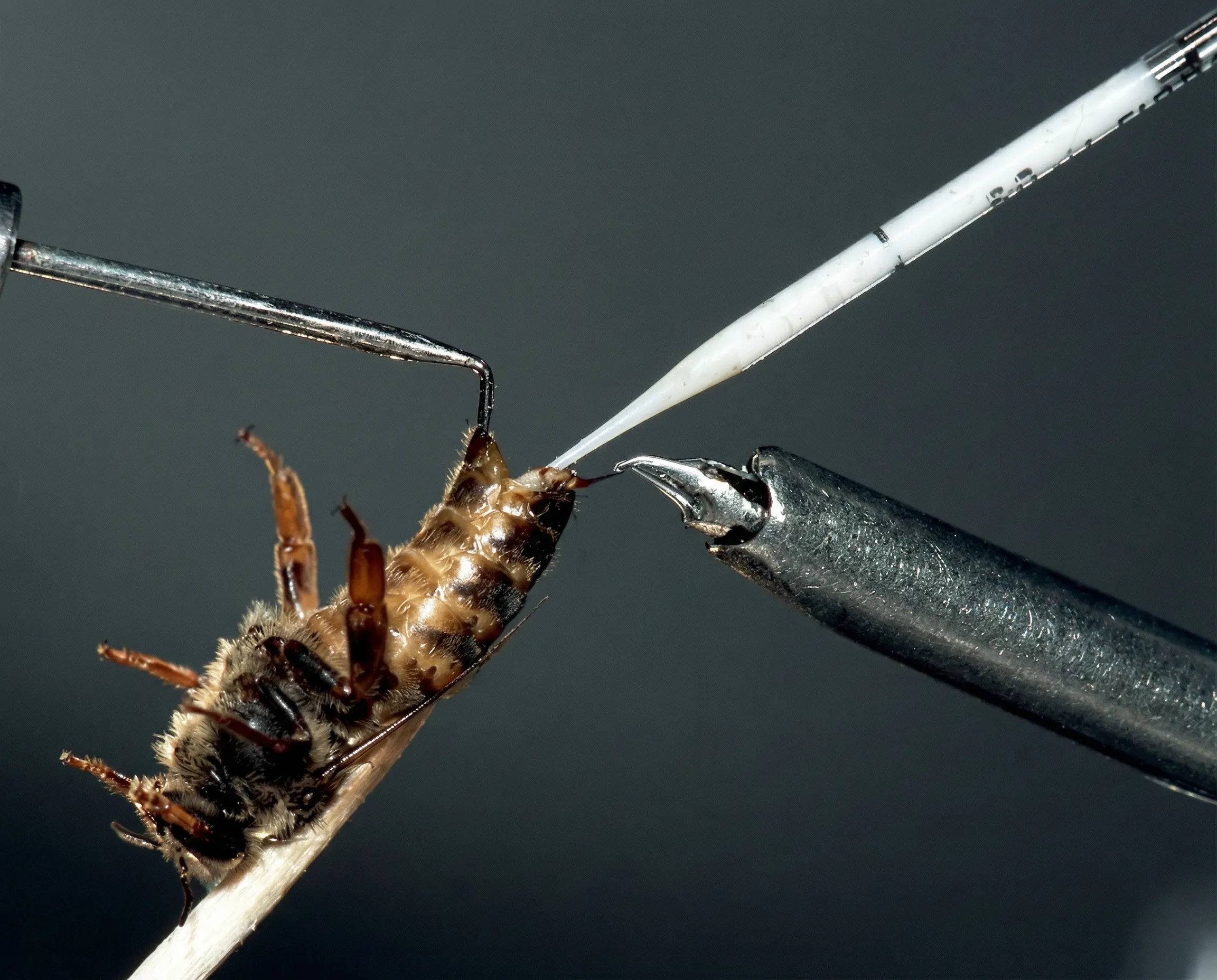 Искусственное осеменение пчелиных маток