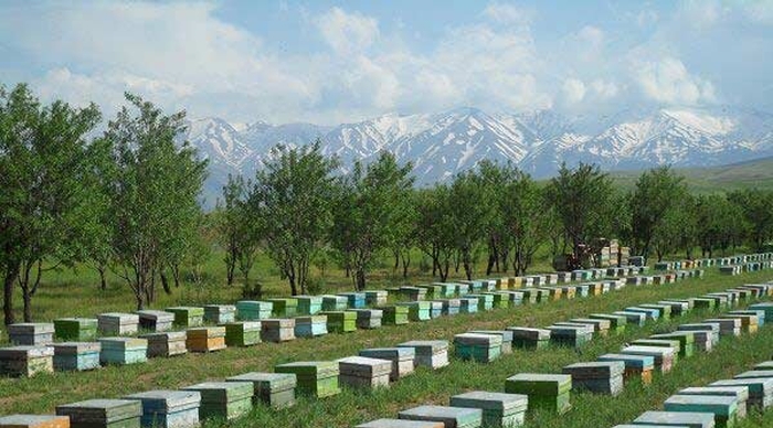 Достижения пчеловодства Ирана на фоне санкций Запада
