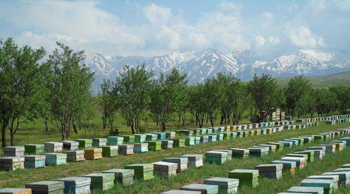 Достижения пчеловодства Ирана на фоне санкций Запада Достижения пчеловодства Ирана на фоне санкций Запада