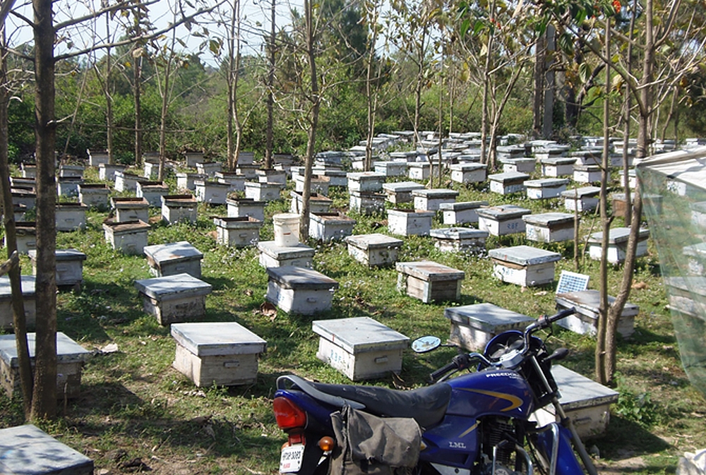 Правительство Индии защищает пчеловодство от кризиса