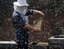 Как защитить себя от укусов пчёл при работе на пасеке