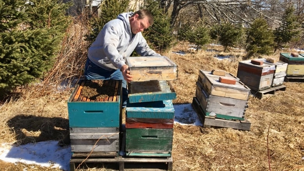 Канадское пчеловодство в 2022 году. Сезон начался с рекордно высокой гибели пчел