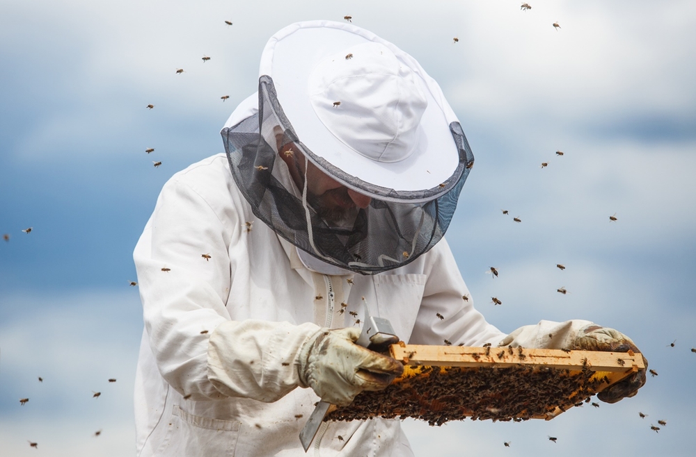 В Казахстане повысился интерес к пчеловодству