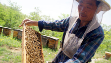 Китайское пчеловодство в зеркале статистики