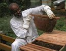 Традиционное пчеловодство Кении